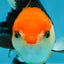 A Grade Tricolor Oranda Female 4.5-5 inches #050225OR_04