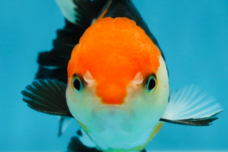 A Grade Tricolor Oranda Female 4.5-5 inches #050225OR_04