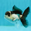 Panda Oranda Male 3.5 inches #1004OR_31