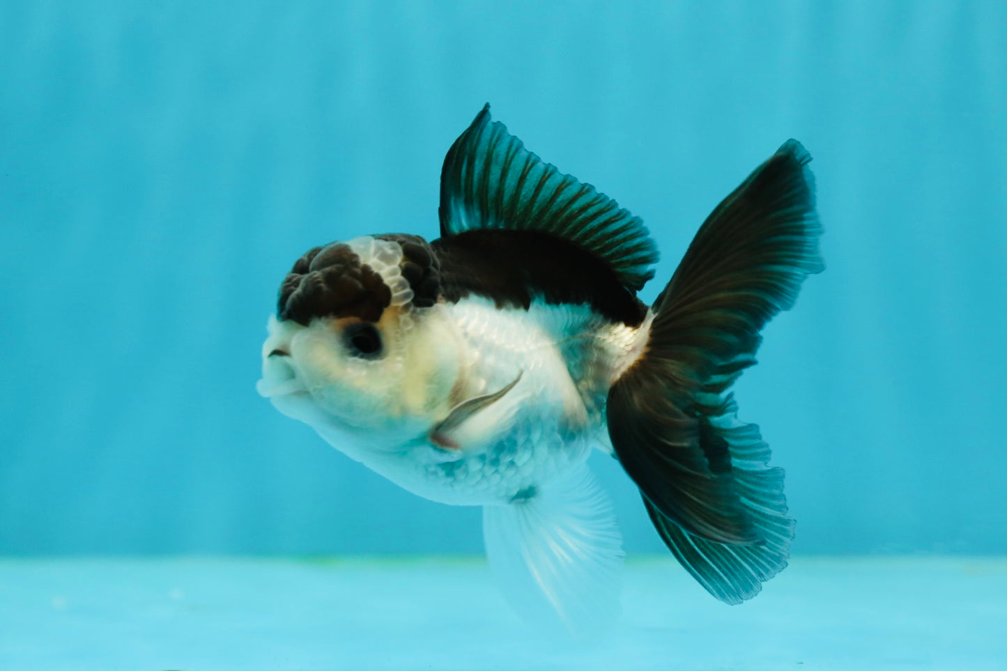 Panda Oranda Male 3.5 inches #1004OR_31