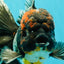 TOOTHLESS A Grade Kirin Oranda Male 6.5 inches #090426OR_01