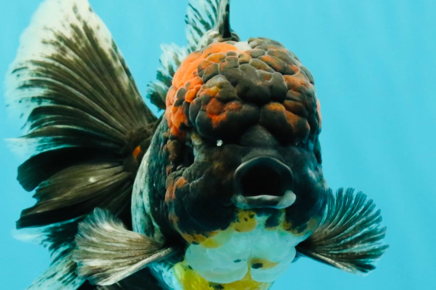 TOOTHLESS A Grade Kirin Oranda Male 6.5 inches #090426OR_01