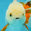 A Grade Orange White Oranda Male 5 inches #060625OR_16