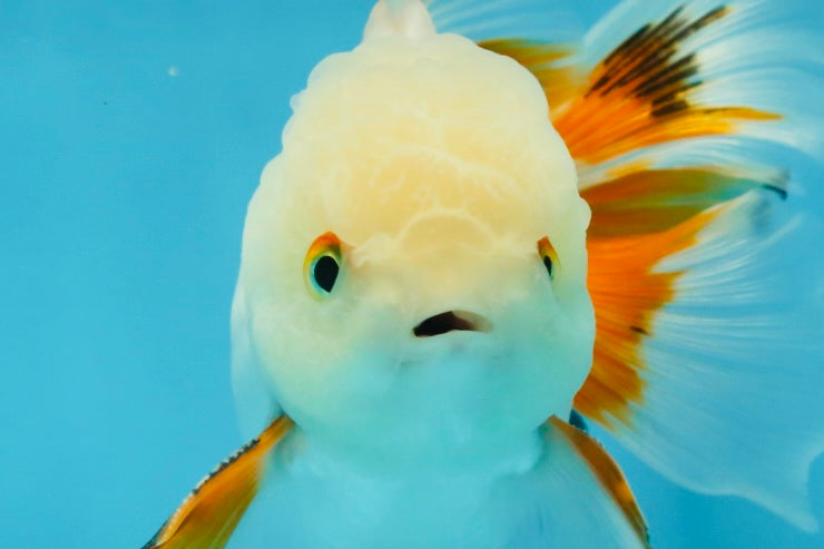 A Grade Orange White Oranda Male 5 inches #060625OR_16