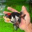 A Grade Tricolor Lava Head Oranda Female 5.5 inches #0927OR_30