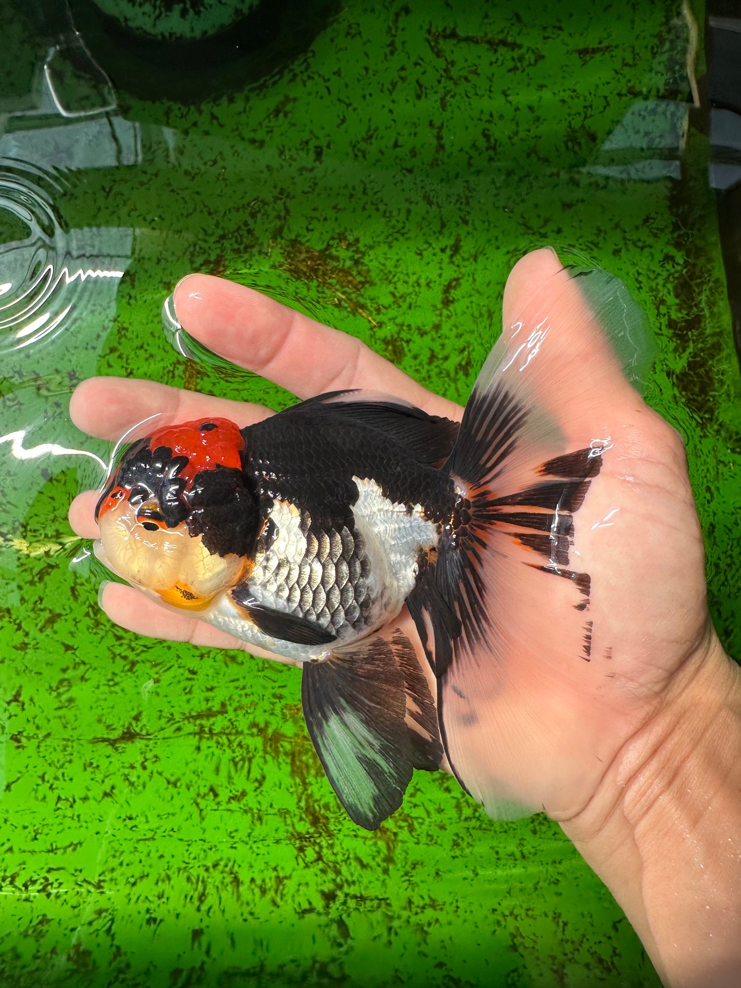 A Grade Tricolor Lava Head Oranda Female 5.5 inches #0927OR_30