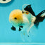 A Grade Gorgeous Lemonhead Oranda Male 5 inches #110824OR_17