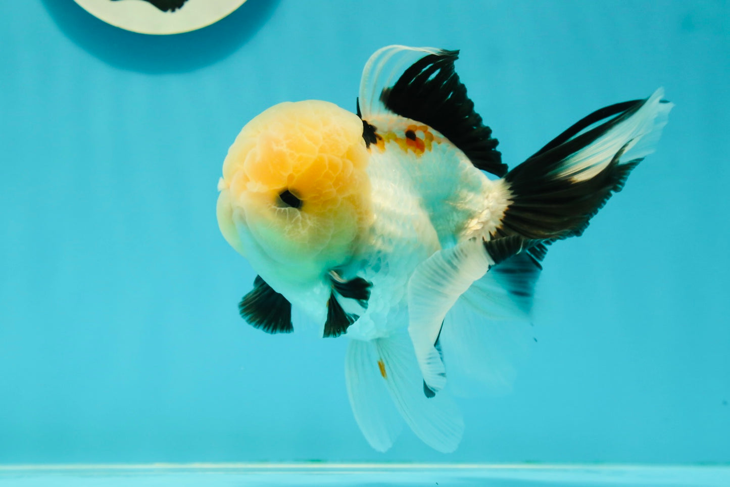 A Grade Gorgeous Lemonhead Oranda Male 5 inches #110824OR_17