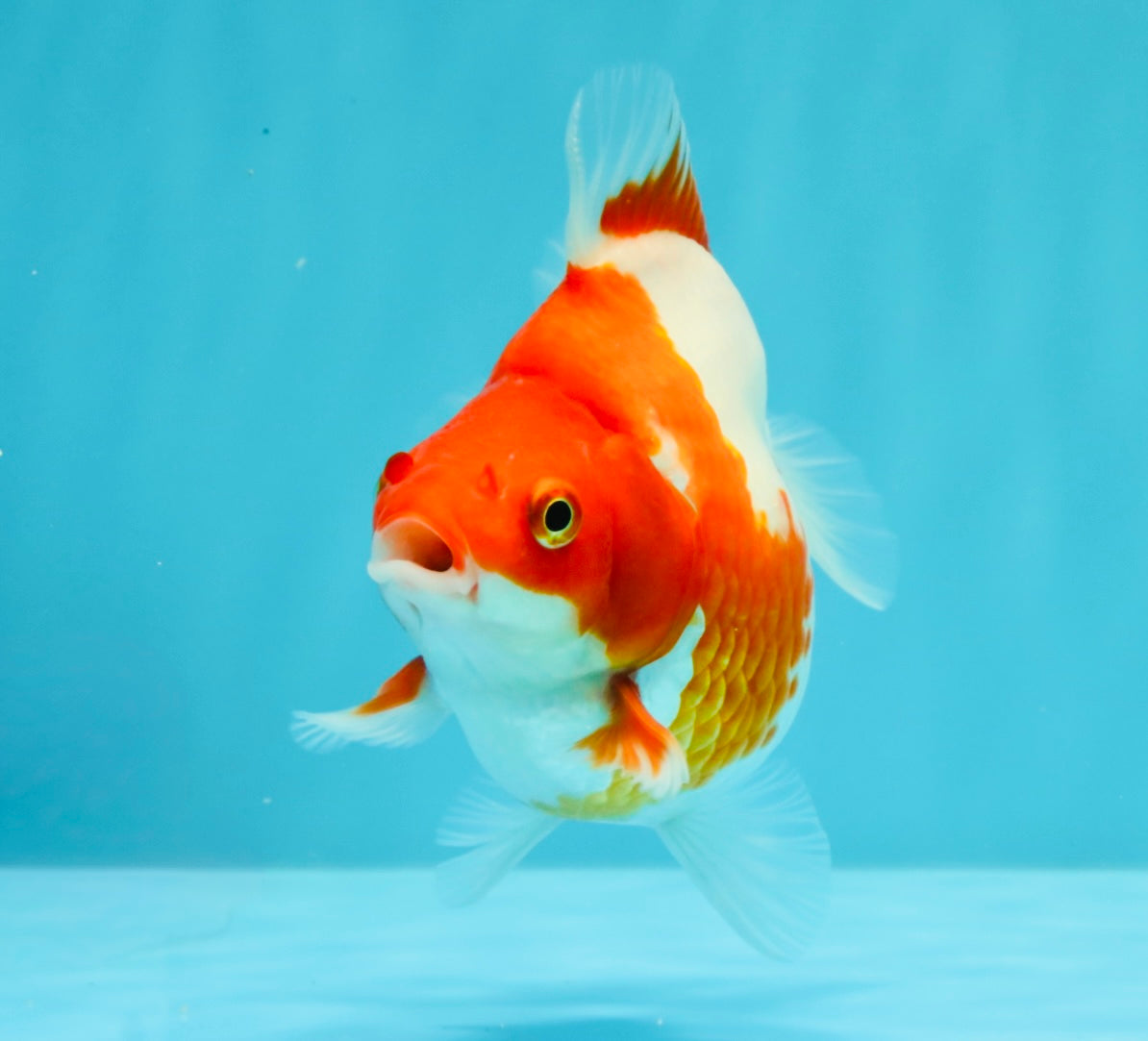 A Grade Red White Ryukin Female 4.5 inches #031326RK_32