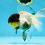 Panda Oranda Female 5 inches #080825OR_08