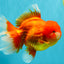 GIANT A Grade Jumbo Red White Oranda Female 7.5 inches #031326OR_05