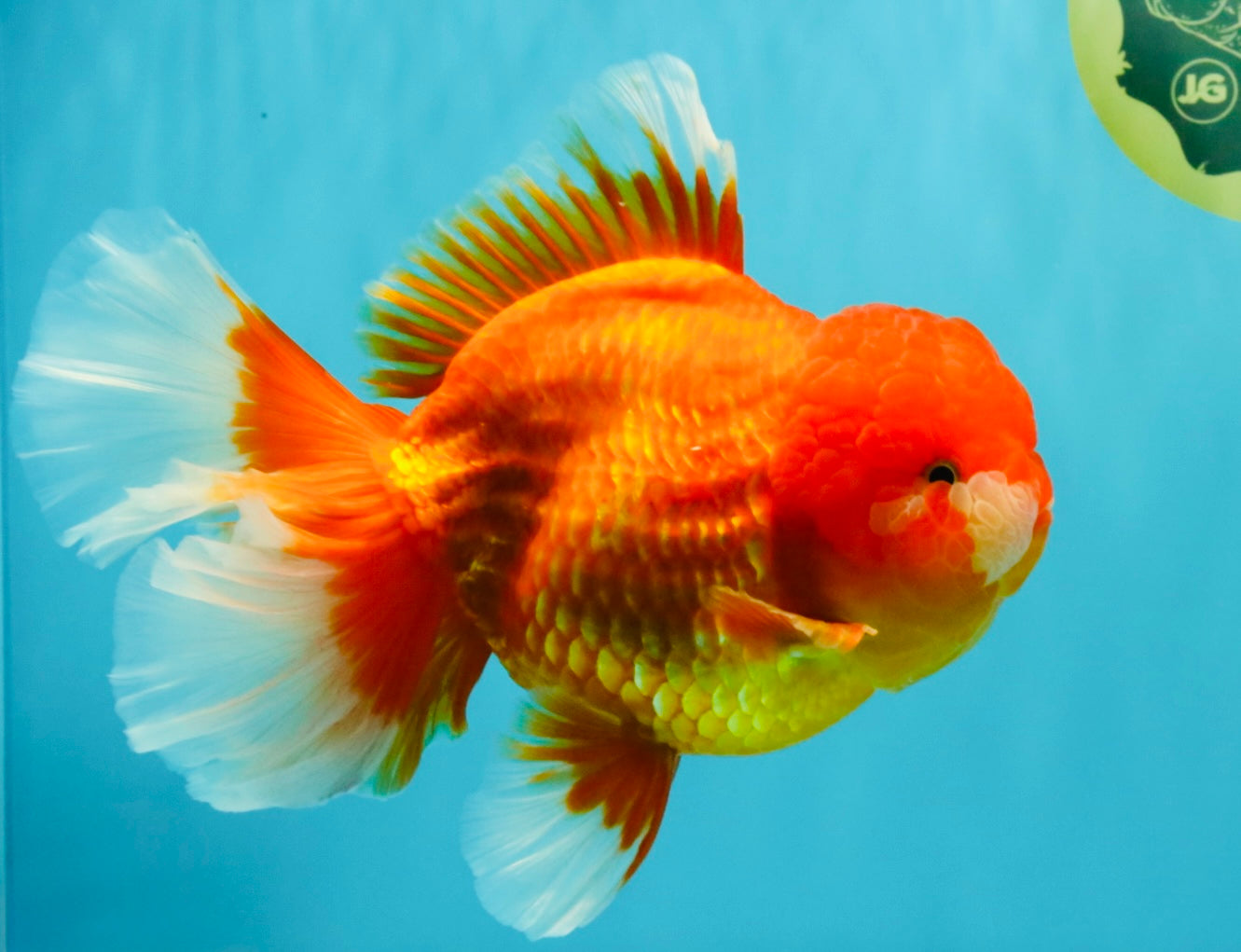 GIANT A Grade Jumbo Red White Oranda Female 7.5 inches #031326OR_05
