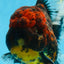 A Grade FLUFFY WEN Tiger Oranda Male 6 inches #082925OR_11