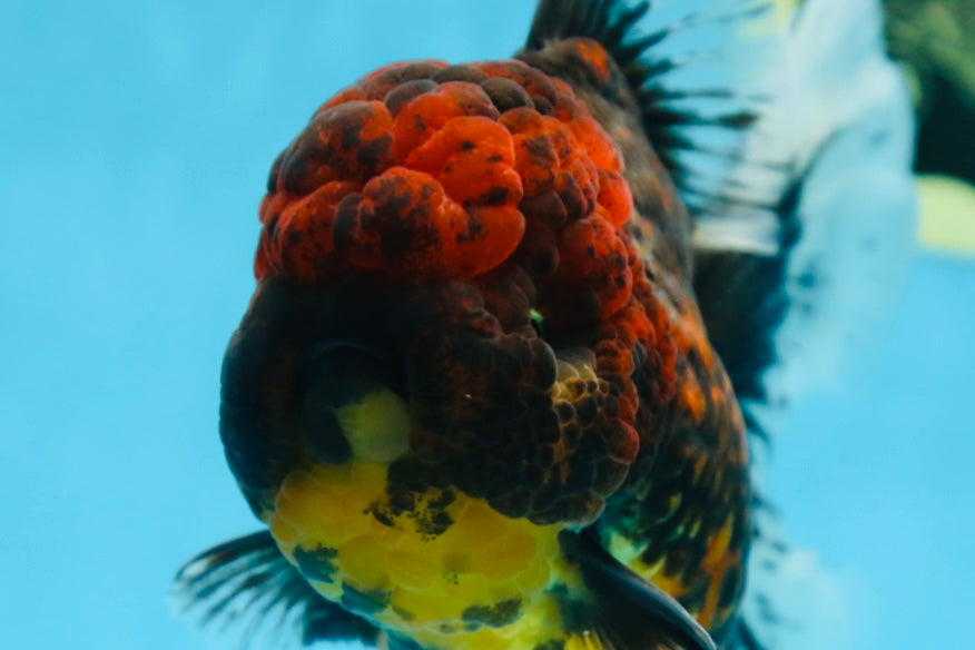 A Grade FLUFFY WEN Tiger Oranda Male 6 inches #082925OR_11