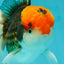 A Grade Red Head Tricolor Oranda Male 5.5 inches #112224OR_10