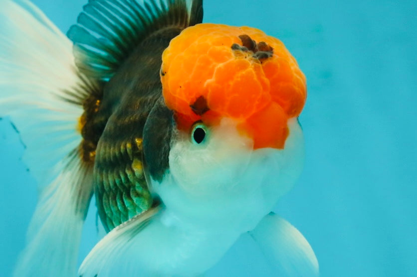 A Grade Red Head Tricolor Oranda Male 5.5 inches #112224OR_10