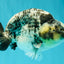 A Grade Tiger Ranchu Male 5.5 inches #080726RC_31