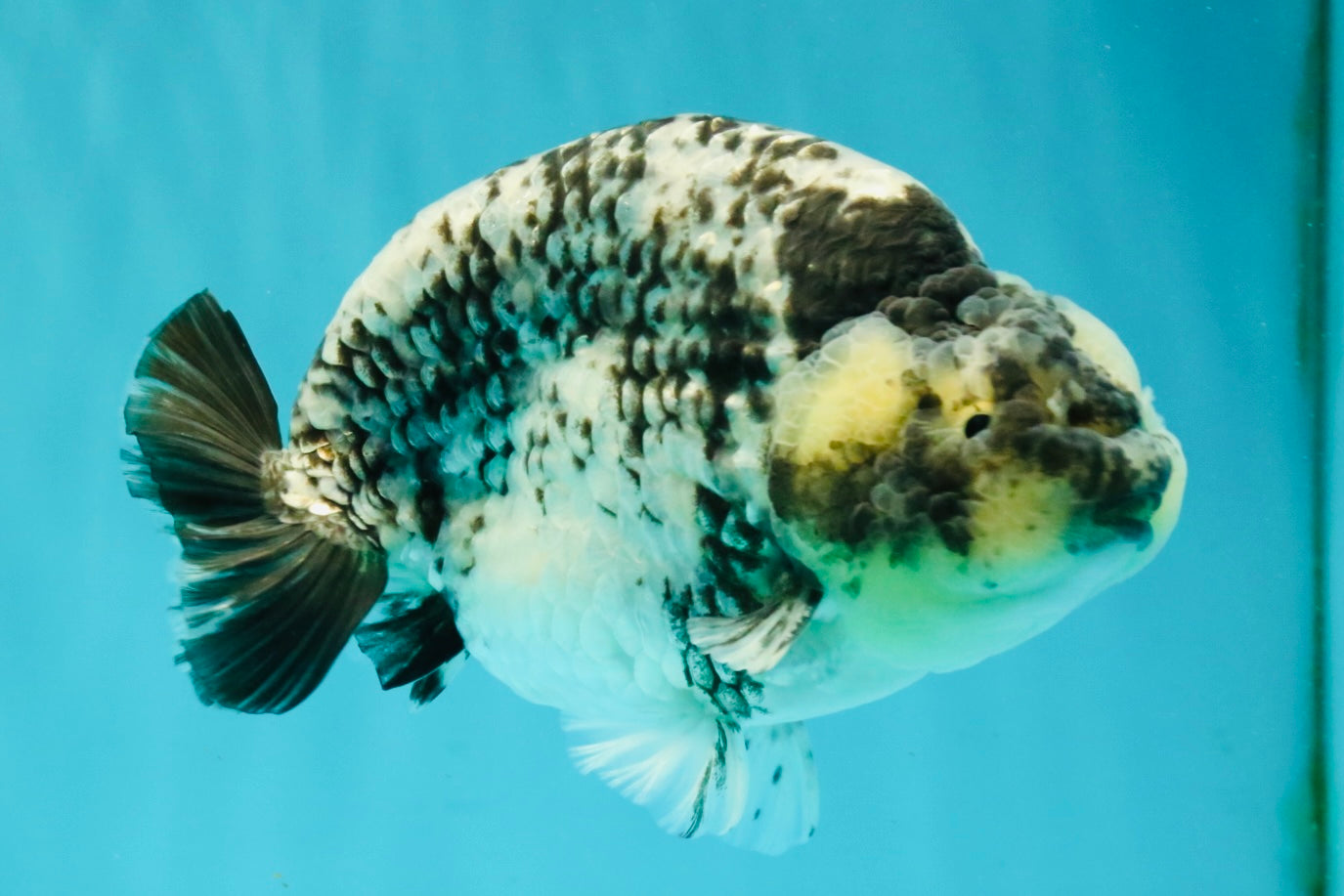 A Grade Tiger Ranchu Male 5.5 inches #080726RC_31