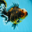AAA Grade Chonky Kirin Oranda Male 6 inches #053025OR_26
