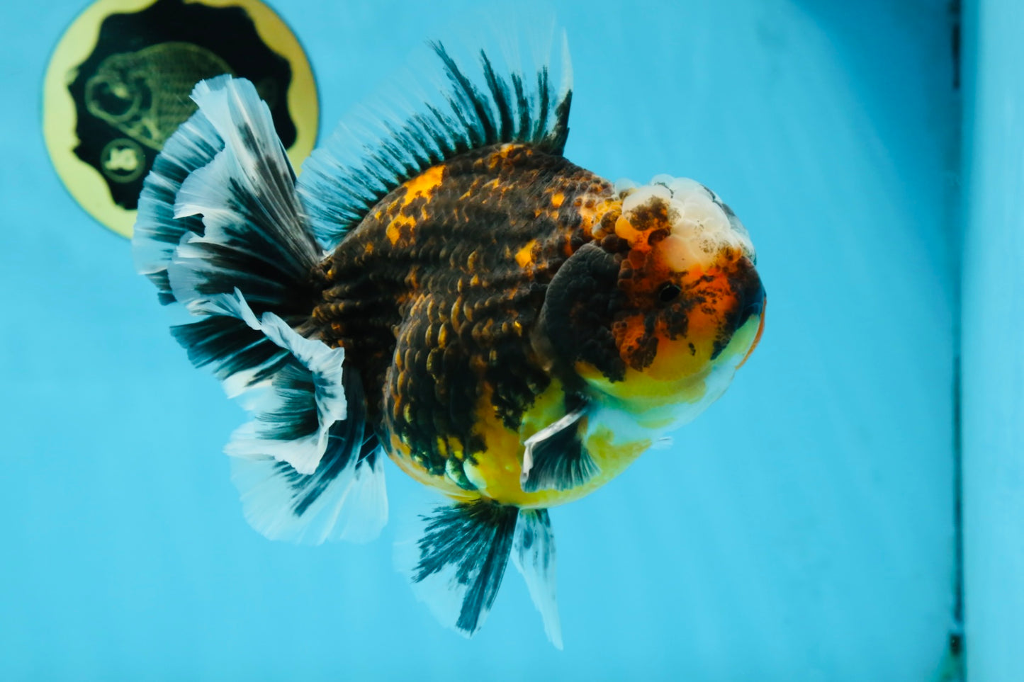 AAA Grade Chonky Kirin Oranda Male 6 inches #053025OR_26
