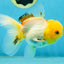 A Grade White Oranda Female 5 inches #062725OR_25