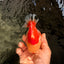Little Chicken AAA Grade Red White Yuanbao Male 4.5-5 inches #061926YB_34