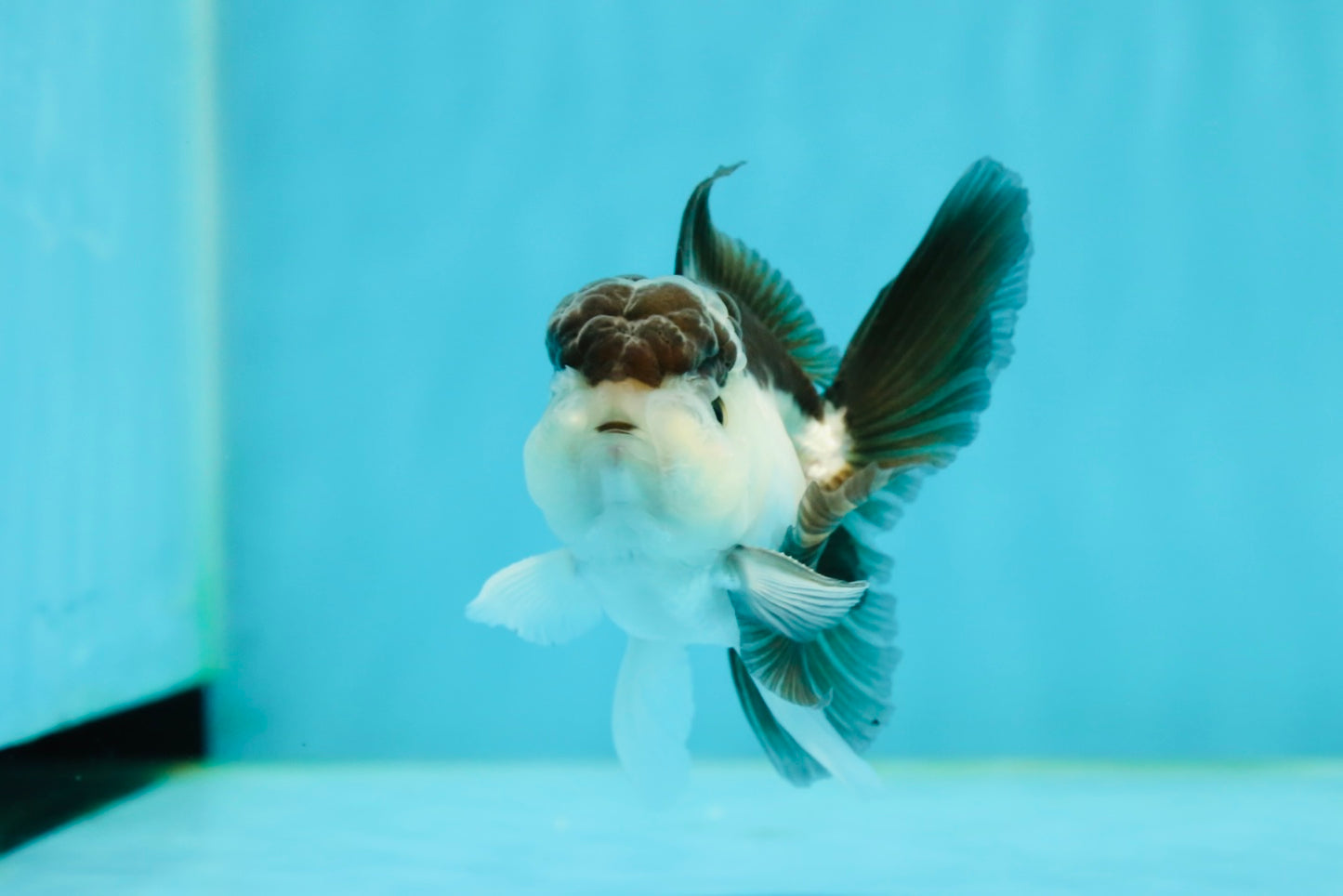 Panda Oranda Male 3.5 inches #1004OR_31