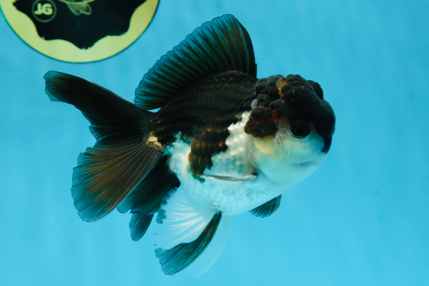 A Grade Young Panda Button W Oranda Male 4.5-5 inches #061325_06