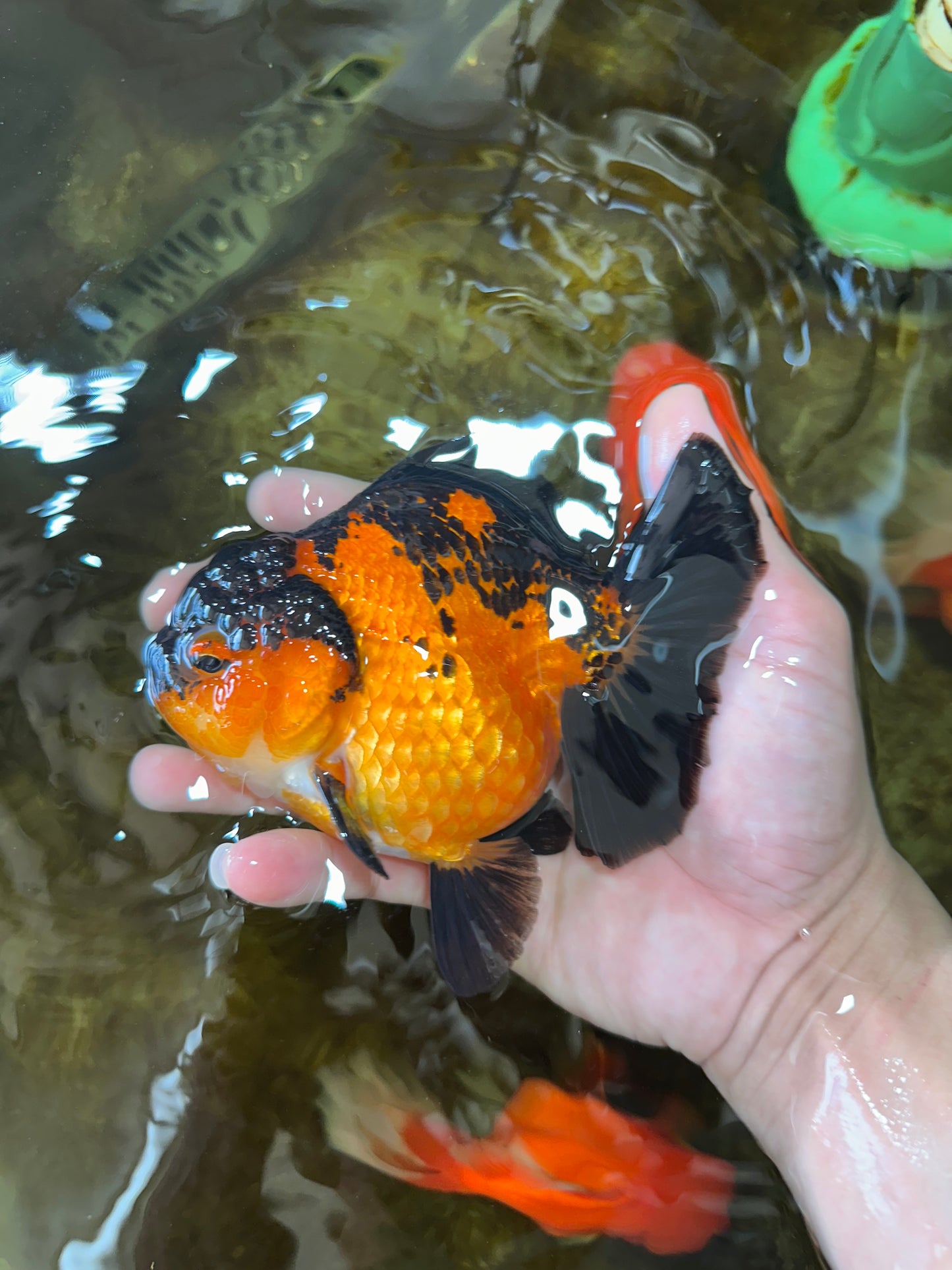 AAA Grade Apache Yuanbao Female 5 inches #081525YB_06