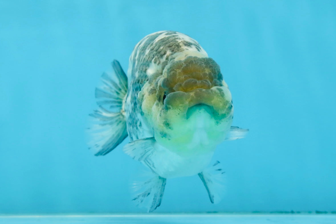 AAA Grade White Tiger LionQueen 5-5.5 inches #101025LC_17