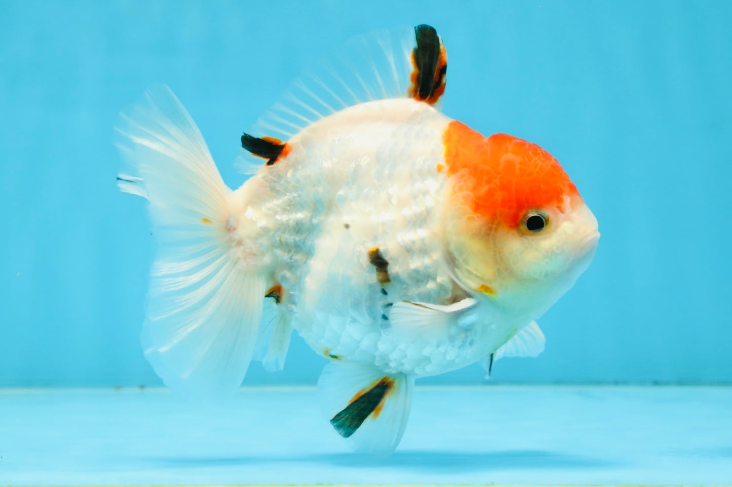 A Grade Sakura Yuanbao Male 4.5 inches #101025YB_25