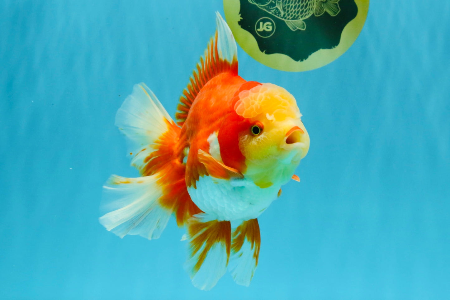 GIANT AAA Grade Red White Oranda Male 7 inches #041026OR_01