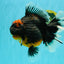 AAA Grade Super Red Head Kirin Oranda Male 7-7.5 inches #062626OR_01