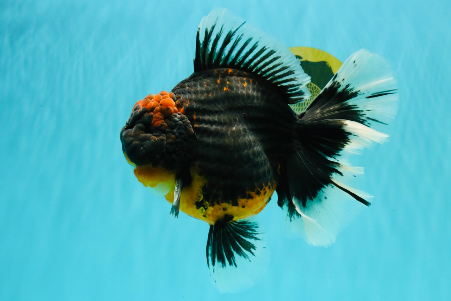 AAA Grade Super Red Head Kirin Oranda Male 7-7.5 inches #062626OR_01