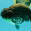A Grade Blue Ranchu Male 6.5-7 inches #101626RC_24