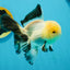 A Grade Lemonhead Oranda Male 5 inches #120624OR_08