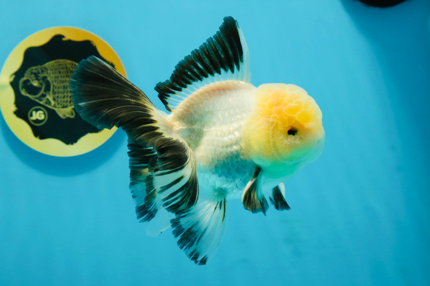 A Grade Lemonhead Oranda Male 5 inches #120624OR_08