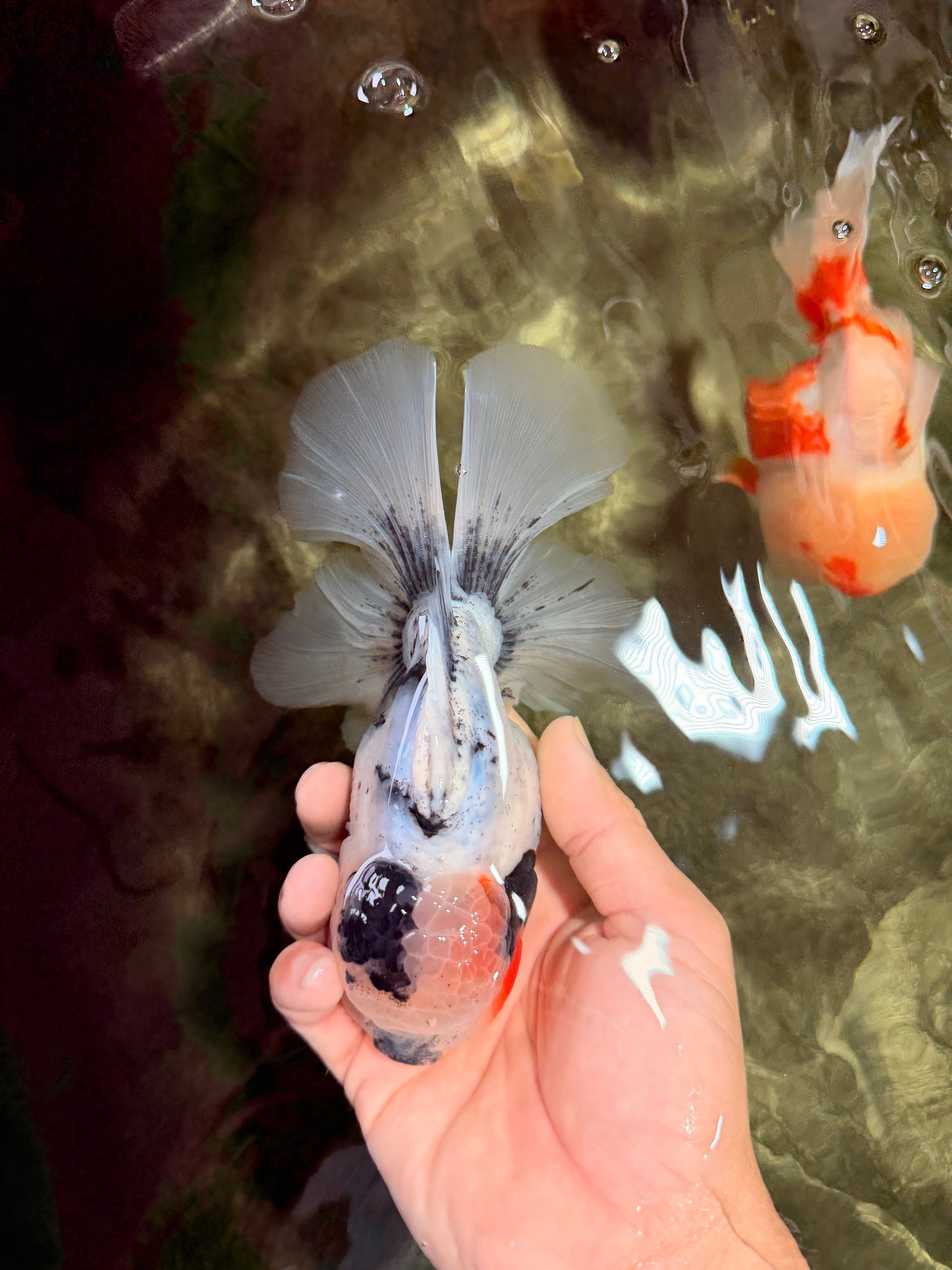 A Grade Two Face Marble Oranda Male 6-6.5 inches #072426OR_11