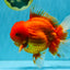 JUMBO A Grade Red White Oranda Male 7 inches #041026OR_03