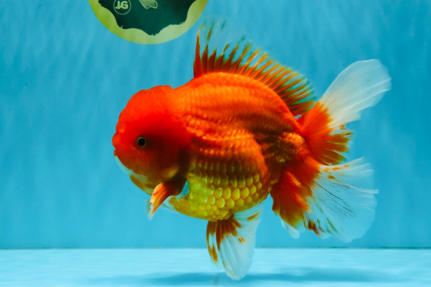 JUMBO A Grade Red White Oranda Male 7 inches #041026OR_03