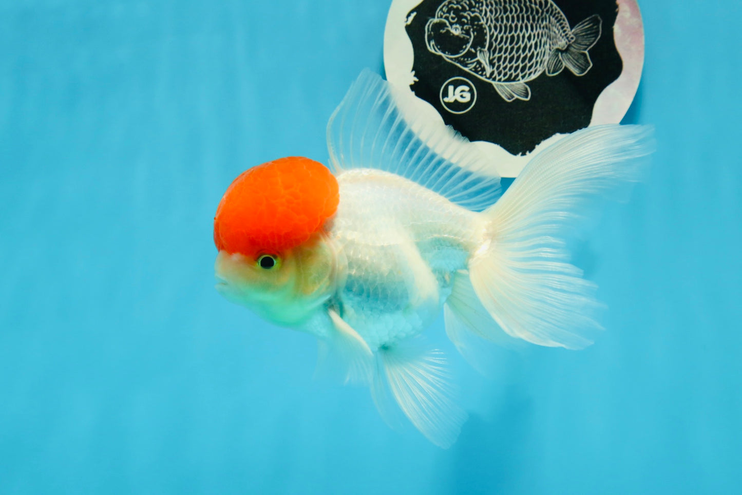 Oranda à bonnet rouge mâle 4,5 pouces #0927OR_22