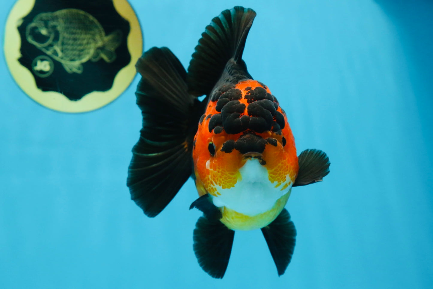 AAA Grade FIRE Apache Yuanbao Female 5-5.5 inches #091925YB_19