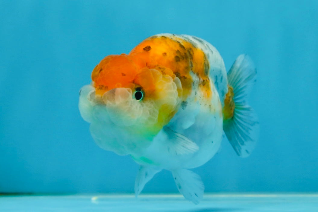 A Grade Calico LionQueen 4 inches #060625LC_05