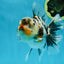 AAA Grade RARE White Tiger Oranda Female 5.5 inches #051625OR_15