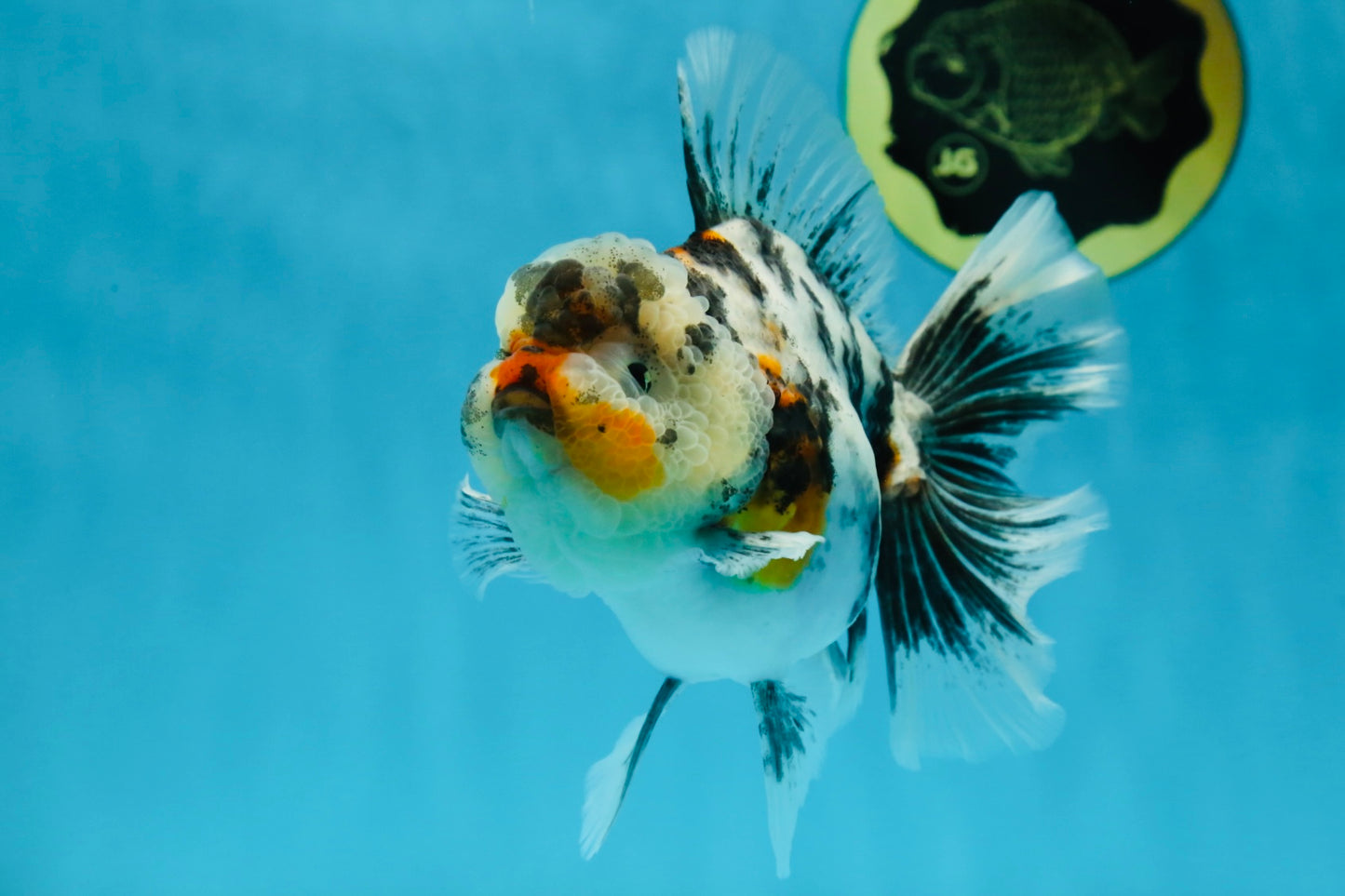 AAA Grade RARE White Tiger Oranda Female 5.5 inches #051625OR_15