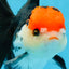 A Grade Tricolor Oranda Female 5.5-6 inches #081525OR_18