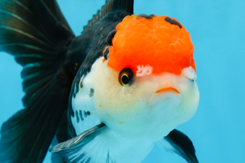 A Grade Tricolor Oranda Female 5.5-6 inches #081525OR_18