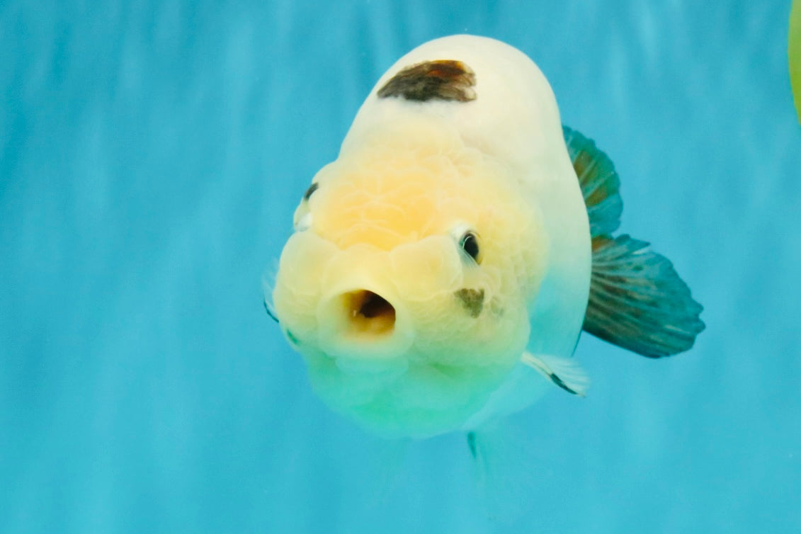 Cow Chinese Ranchu Female 5.5 inches #032026RC_29