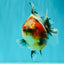 UNIQUE A Grade Calico Oranda Female 5.5 inches #073126OR_21