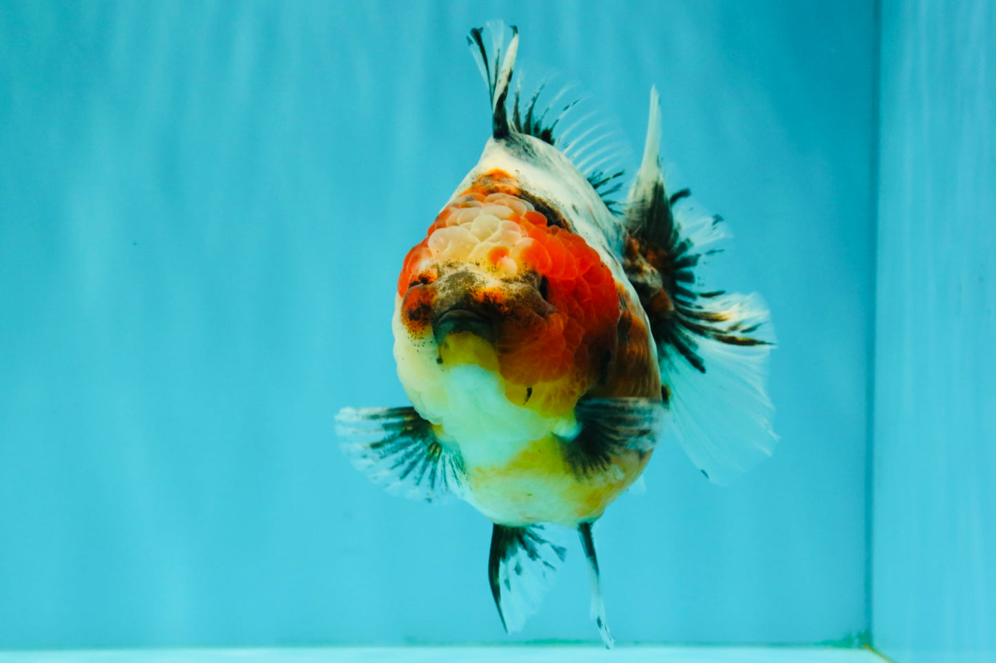 UNIQUE A Grade Calico Oranda Female 5.5 inches #073126OR_21